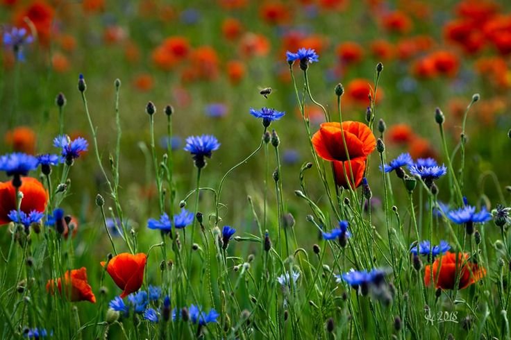 Маки и васильки