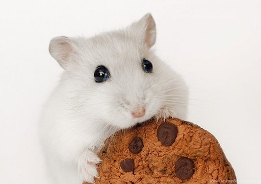 Няшный хомяк