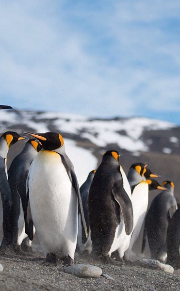 Красивый Пингвин