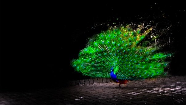 Черный Павлин