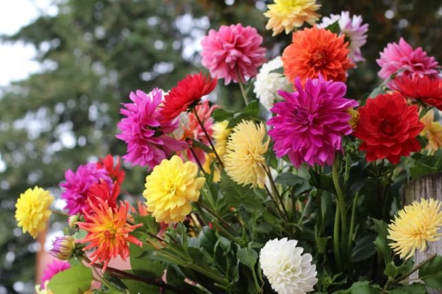 Астра георгиновая