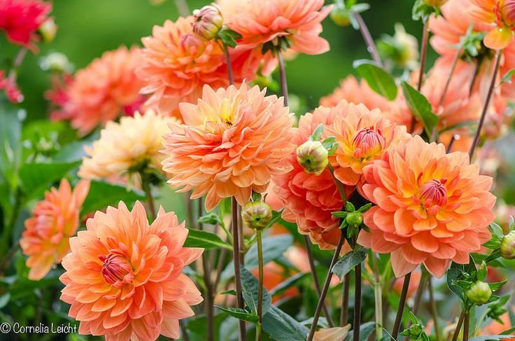 Цветы осени георгины