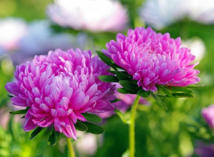 Астра однолетняя