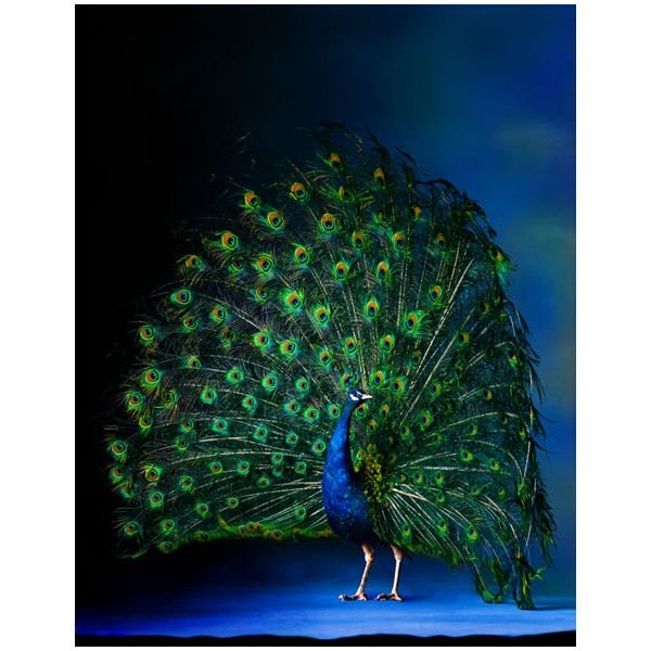 Черный Павлин