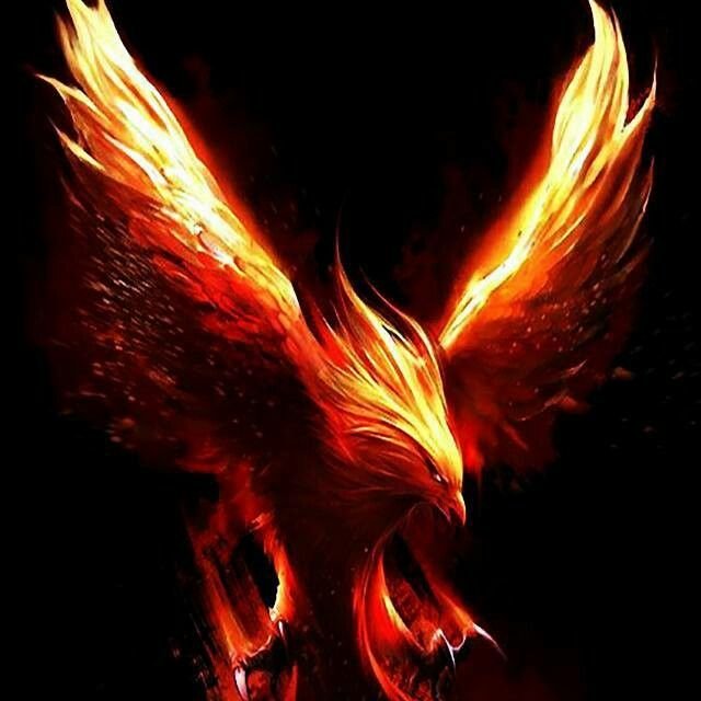 Феникс Восставший из пепла Гарри Поттер