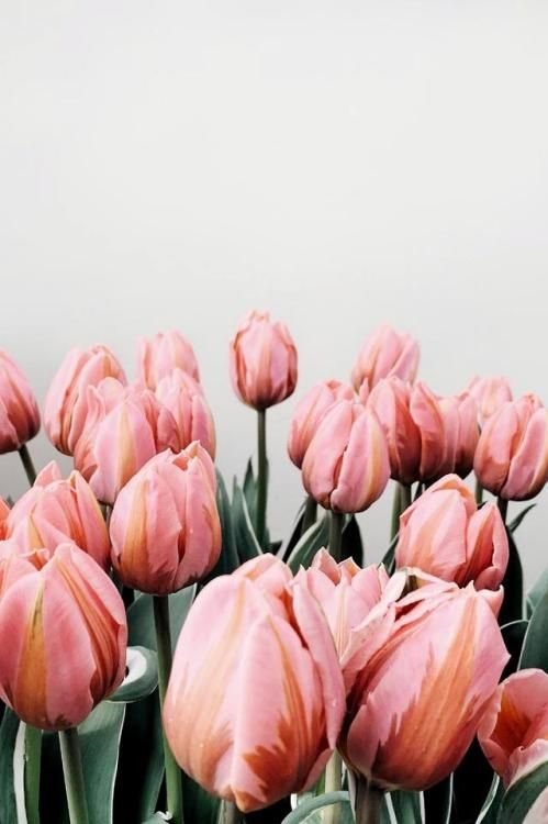 Розовая тюль