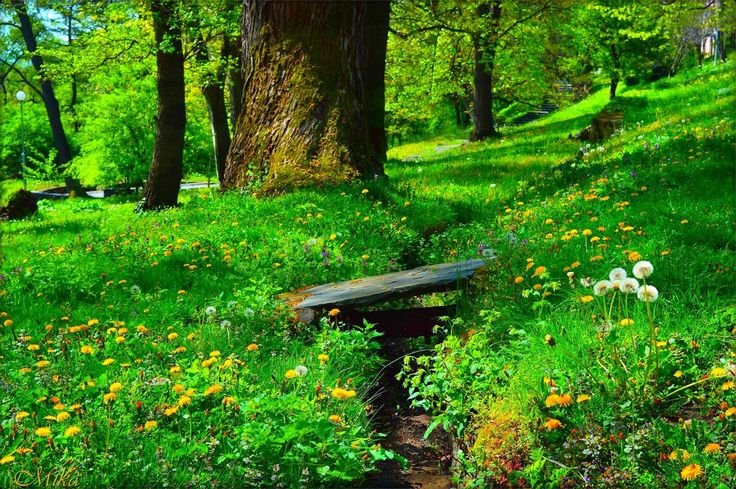 Красивая Полянка в лесу