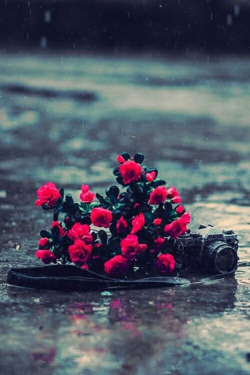 Цветы для профиля