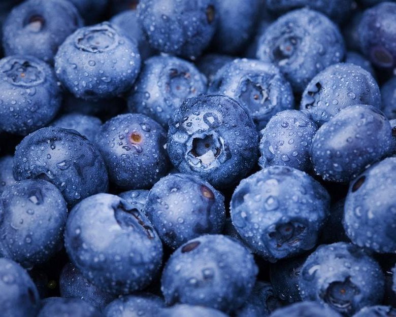 Гонобобель и голубика