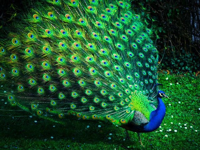 Яванский Павлин Индокитайский