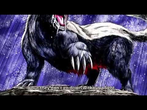 Барсук медоед арт