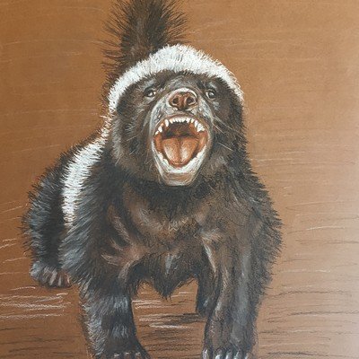 Медоед рисунок