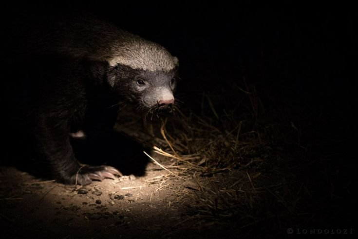 Африканский барсук медоед