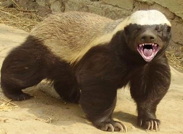 Барсук медоед