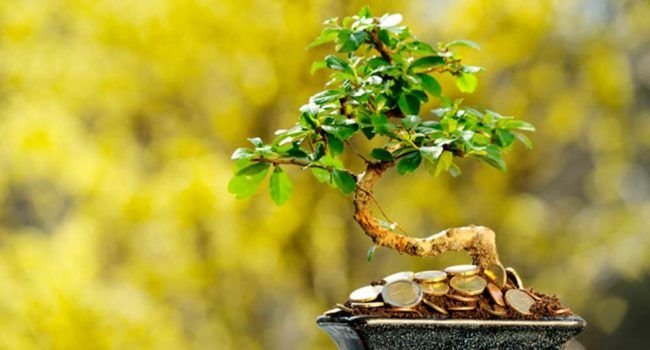 Дерево с деньгами