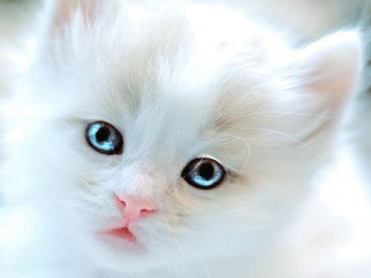 Белый котенок