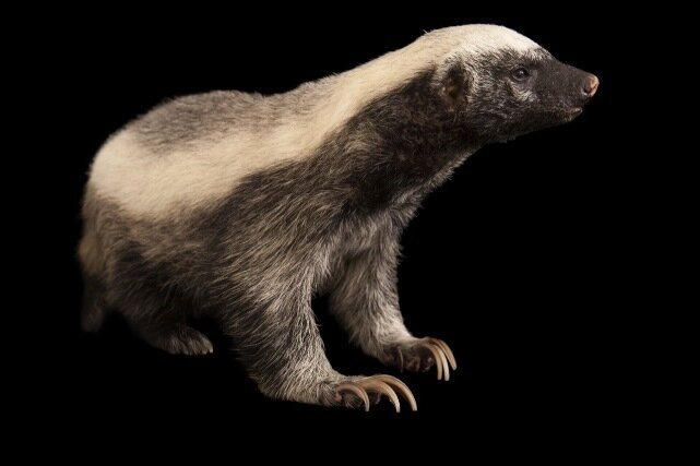 Барсук медоед