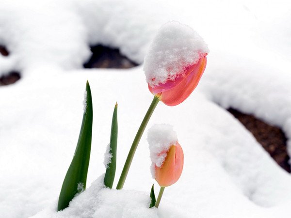 Тюльпаны под снегом