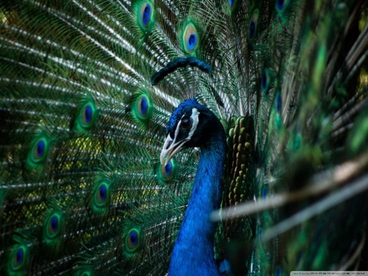 Черный Павлин