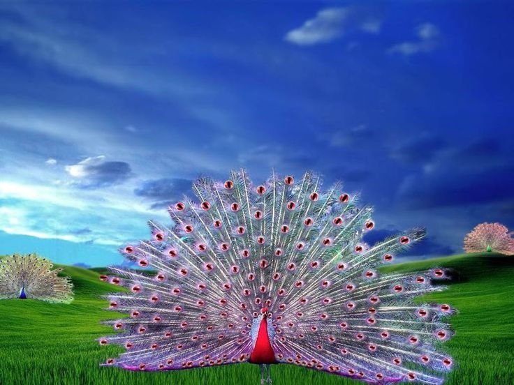 Красивый Павлин