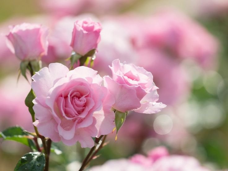 Роза бьютифул Гарден