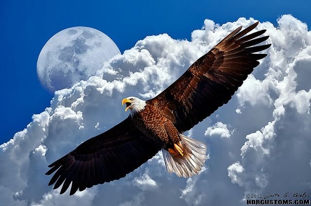 Орел в небе