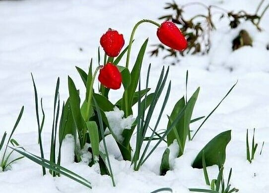 Тюльпаны в снегу