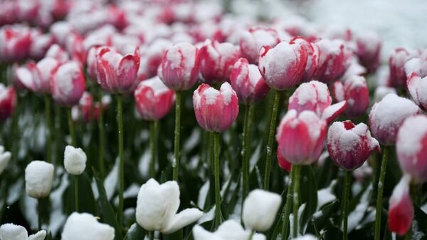 Весна тюльпаны