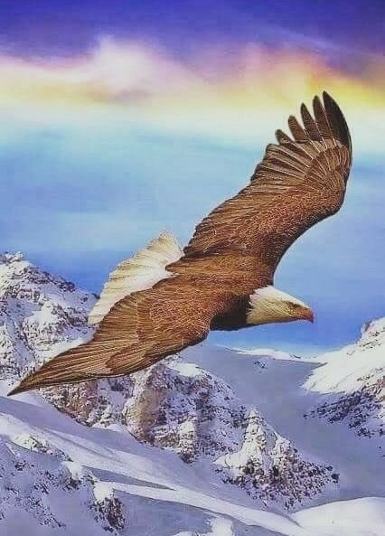 Орлан кавказский