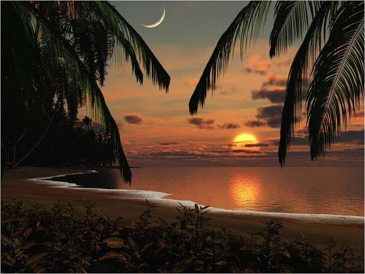 Море пальмы