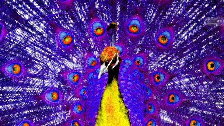 Пурпурно. Черноплечий Павлин