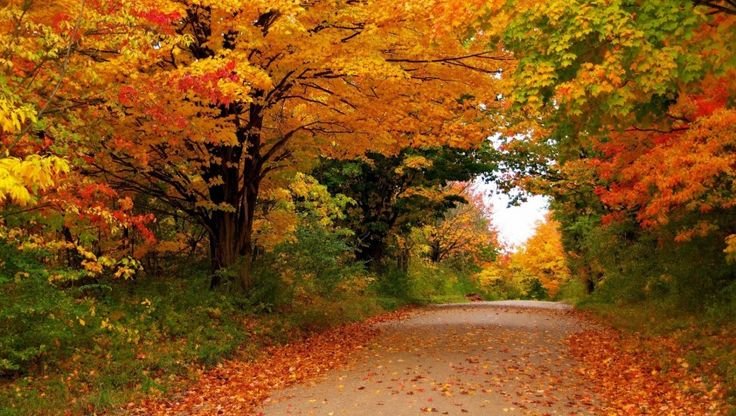 Природа осень