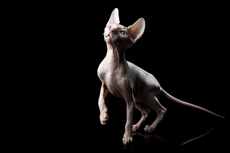 Канадский сфинкс кошка