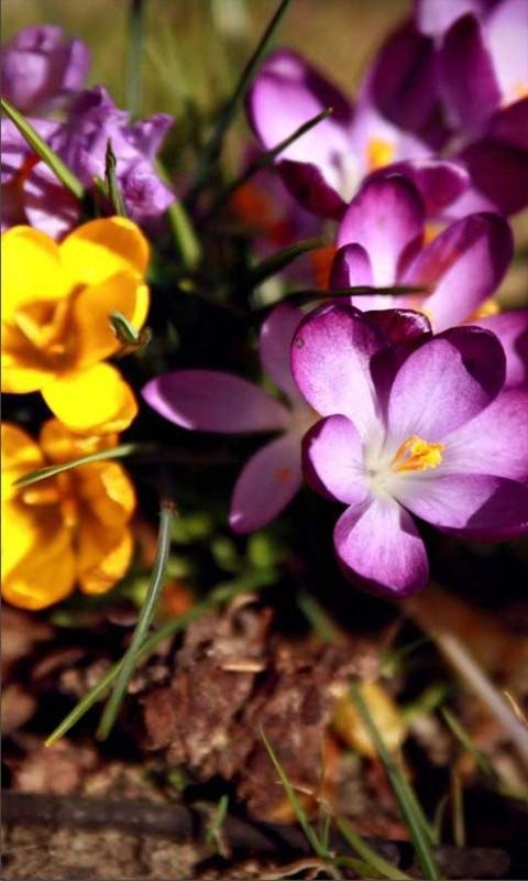 Крокусы розовые