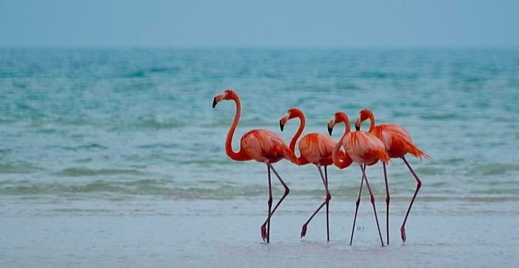 Кайо Коко Куба Фламинго