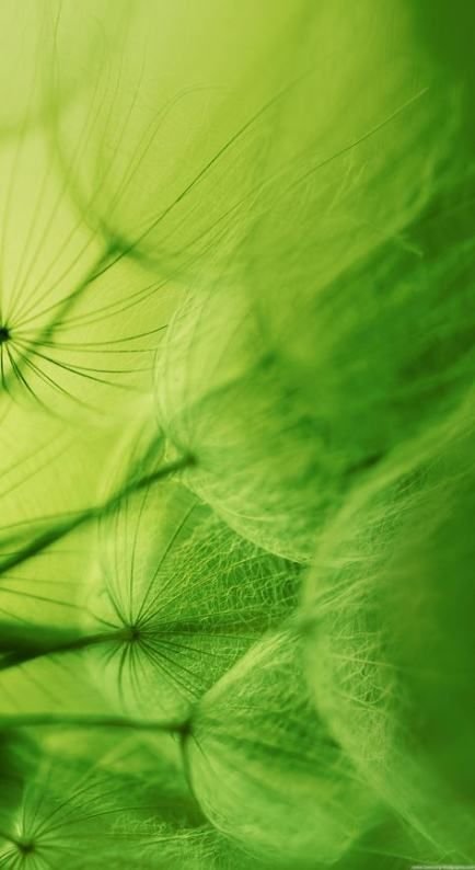 Зеленые обои