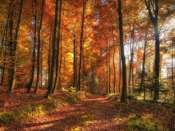 Осень в лесу