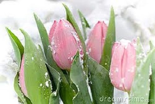 Тюльпаны в снегу