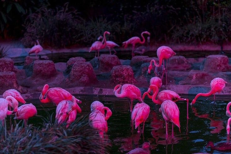 Фламинго фото