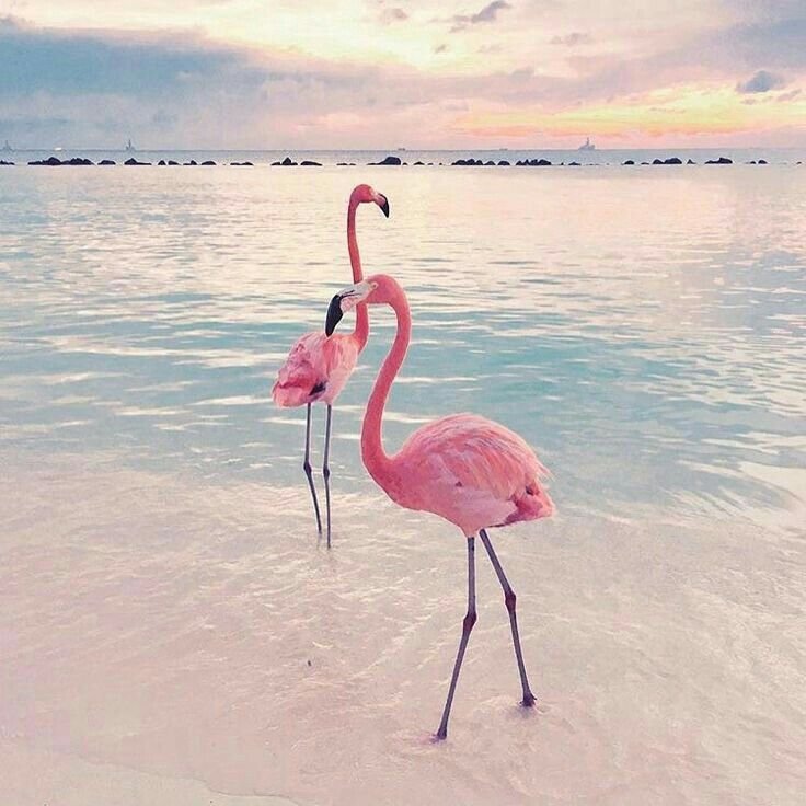 Фламинго обыкновенный розовый