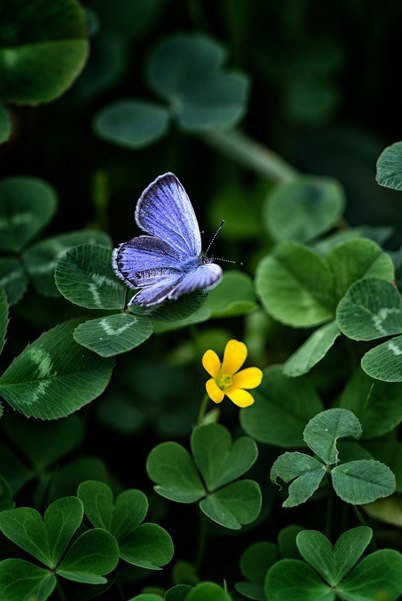 Клевер четырехлистник синий