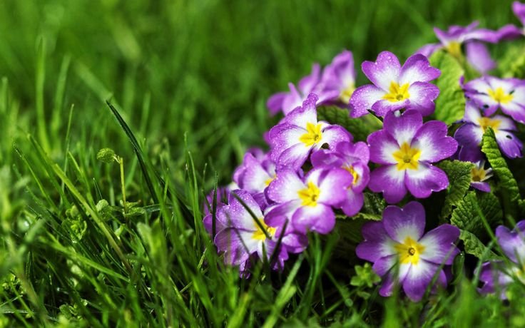 Примула цветок первоцвет весенний