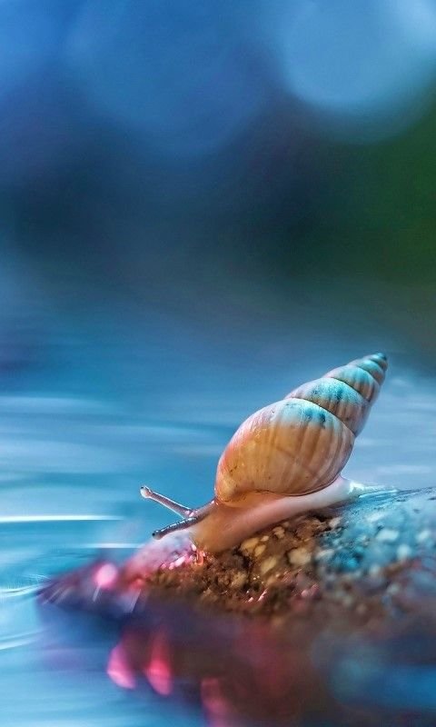 Улитка макро