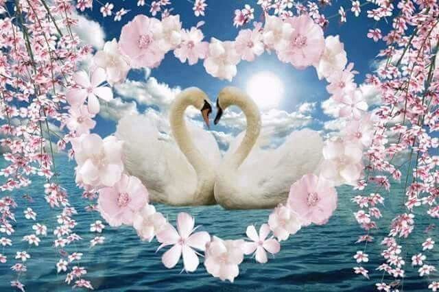 Любовь и лебеди