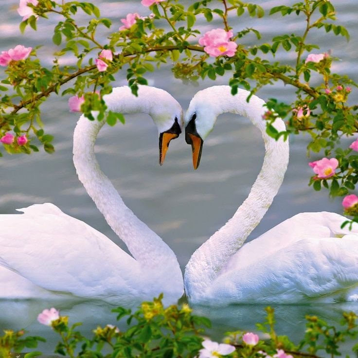 Два лебедя