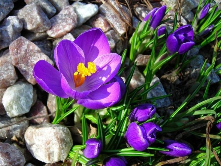 Шафран первоцвет