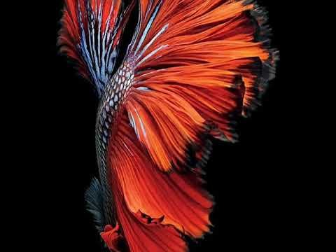 Заставка на айфон с рыбками