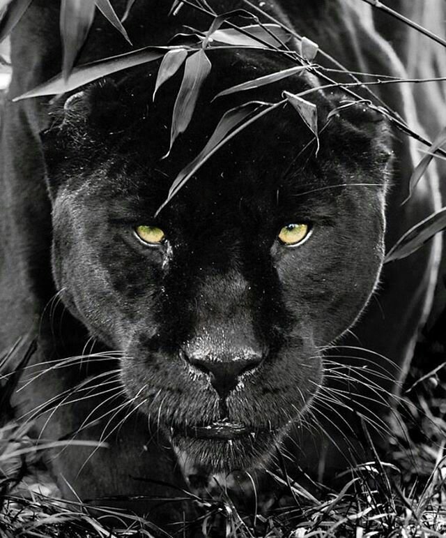 Пума меланист