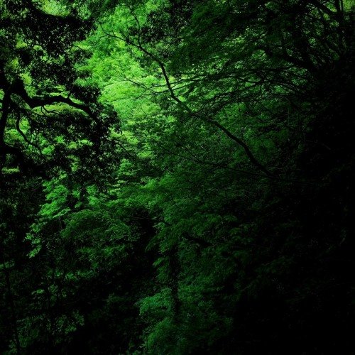 Зеленый лес