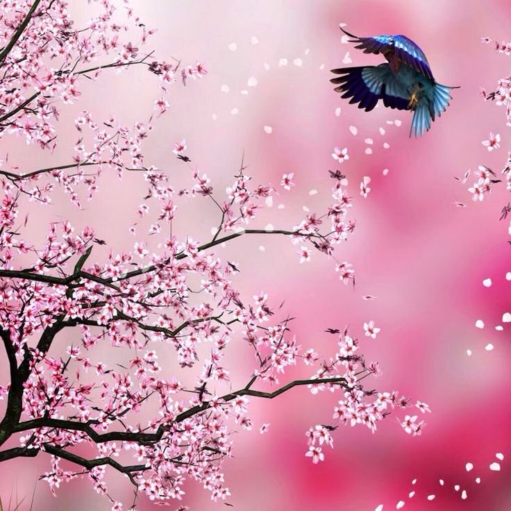 Сакура черри блоссом дерево